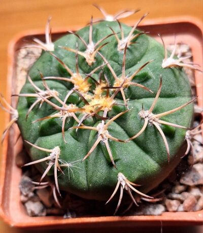 № 15 Gymnocalycium catamarcense P 72
