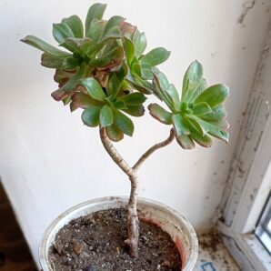 Эониум декоративный (Aeonium decorum)