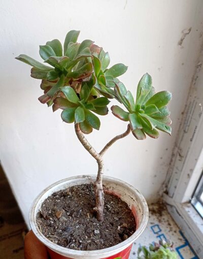 Эониум декоративный (Aeonium decorum)