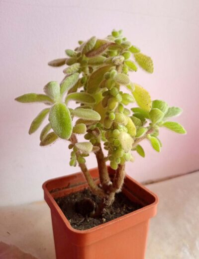 Плектрантус войлочный (Plectranthus tomentosa)