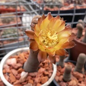 Lobivia famatimensis v.bonnieae VG 1228