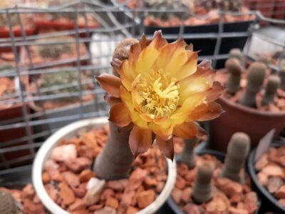 Lobivia famatimensis v.bonnieae VG 1228