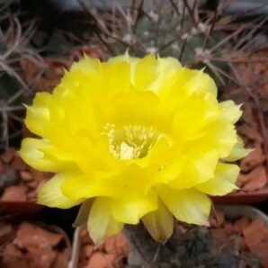Acanthocalycium glaucum P 143