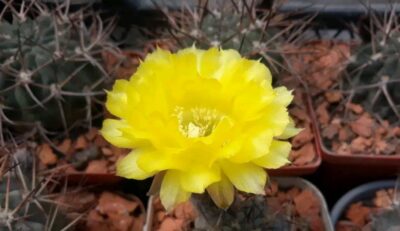 Acanthocalycium glaucum P 143