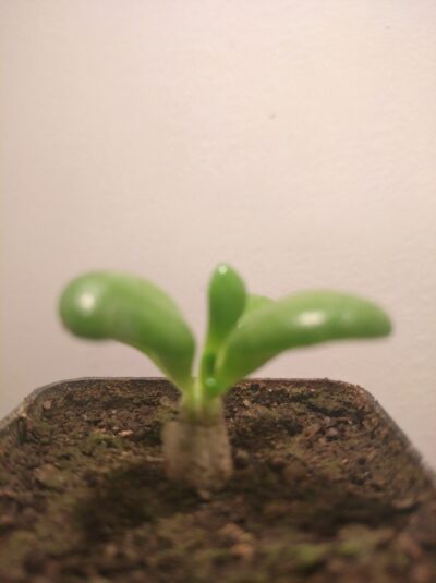 Tylecodon reticulatus ( Strandfontein )