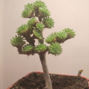 Sedum multiceps