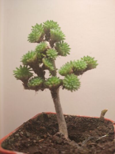 Sedum multiceps