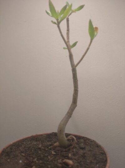 Crassula sarcocaulis