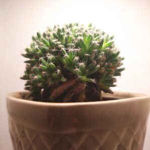 Trichodiadema stelligerum