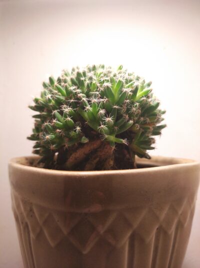 Trichodiadema stelligerum