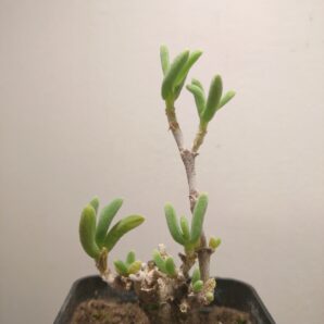 Delosperma crassum