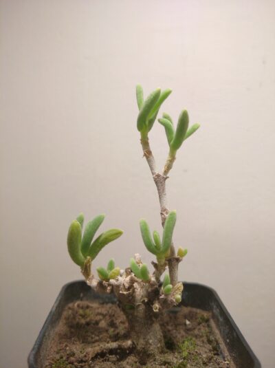 Delosperma crassum