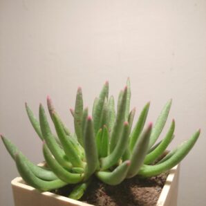 Marlothistella uniondalensis