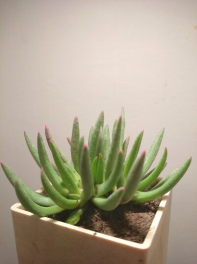 Marlothistella uniondalensis