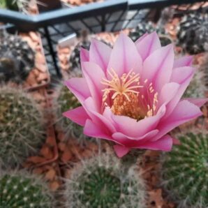 Echinopsis kermesina VG 610