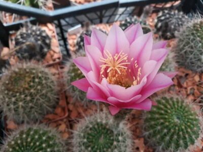Echinopsis kermesina VG 610