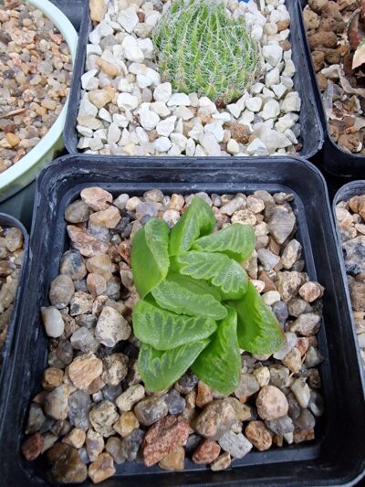 Haworthia truncata Lime Green - Зображення 2