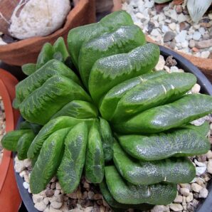 Haworthia truncata Lime Green