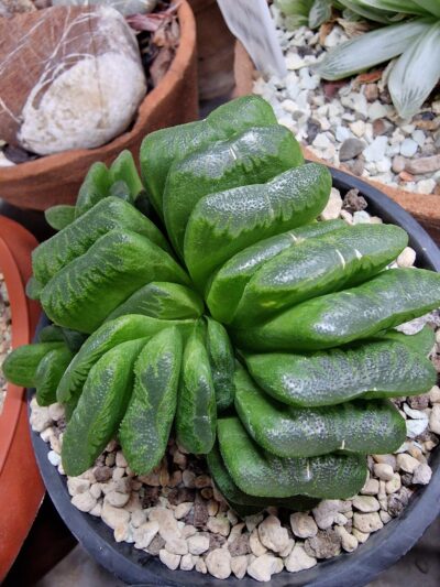 Haworthia truncata Lime Green