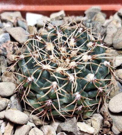 № 19 Gymnocalycium altagraciense STO 223