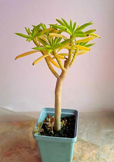 Пеперомия Феррейра (Peperomia Ferreyrae)