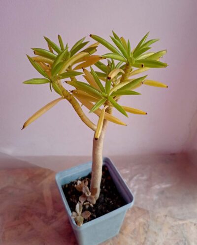 Пеперомия Феррейра (Peperomia Ferreyrae)
