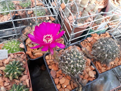 Lobivia cardenasiana HV B 0103
