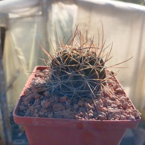 Lobivia lateritia R 78