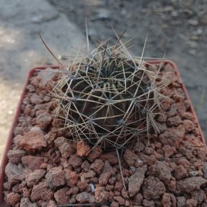 Lobivia lateritia R 78