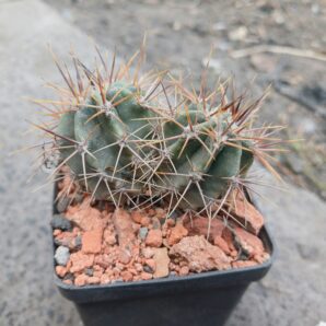 Echinopsis leucantha KPP 2069