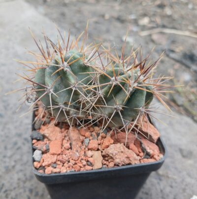 Echinopsis leucantha KPP 2069