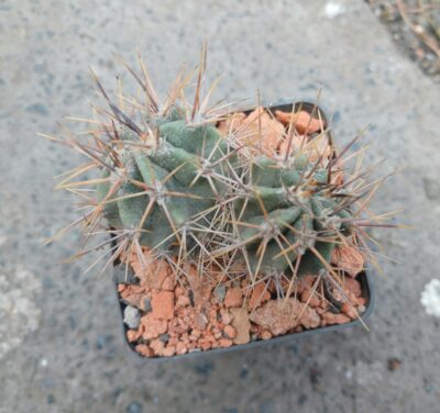 Echinopsis leucantha KPP 2069 - Зображення 2