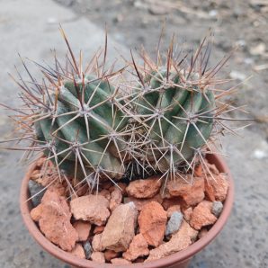 Echinopsis leucantha KPP 2069