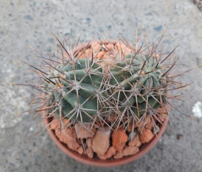 Echinopsis leucantha KPP 2069 - Зображення 2