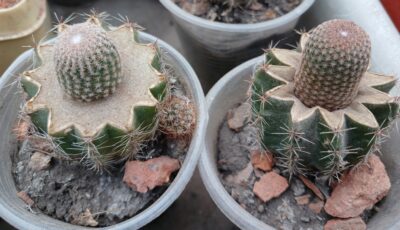 Lobivia famatimensis v.bonnieae VG 1228 - Зображення 2