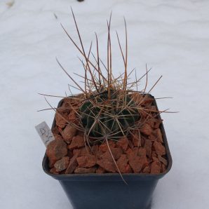 Lobivia pugionacantha DJF 449