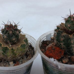 Lobivia marsoneri v.iridescens R 37A