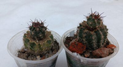 Lobivia marsoneri v.iridescens R 37A