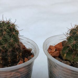 Lobivia jajoiana v.caspalasensis VG 1373