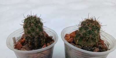 Lobivia jajoiana v.caspalasensis VG 1373