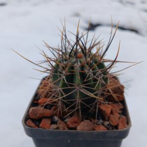 Echinopsis leucantha KPP 2069