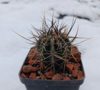 Echinopsis leucantha KPP 2069