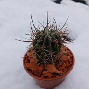 Echinopsis leucantha KPP 2069