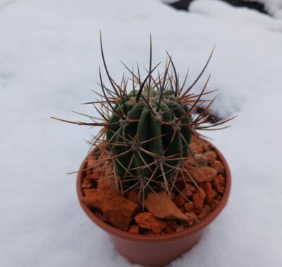 Echinopsis leucantha KPP 2069