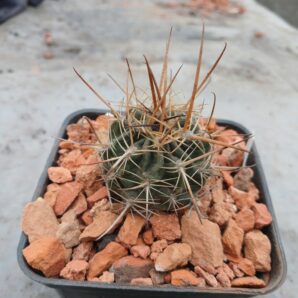 Lobivia pugionacantha DJF 449.