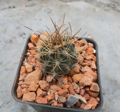 Lobivia pugionacantha DJF 449. - Зображення 2