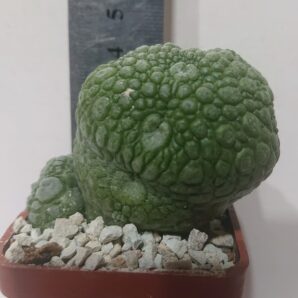 Pseudolithos migiurtinus