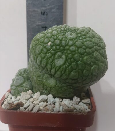 Pseudolithos migiurtinus