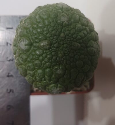 Pseudolithos migiurtinus - Зображення 2