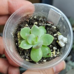 Echeveria Mirine